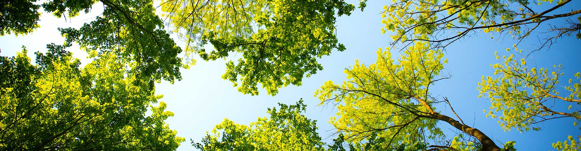 Sardigna-Beach-Treedom-Elighe
